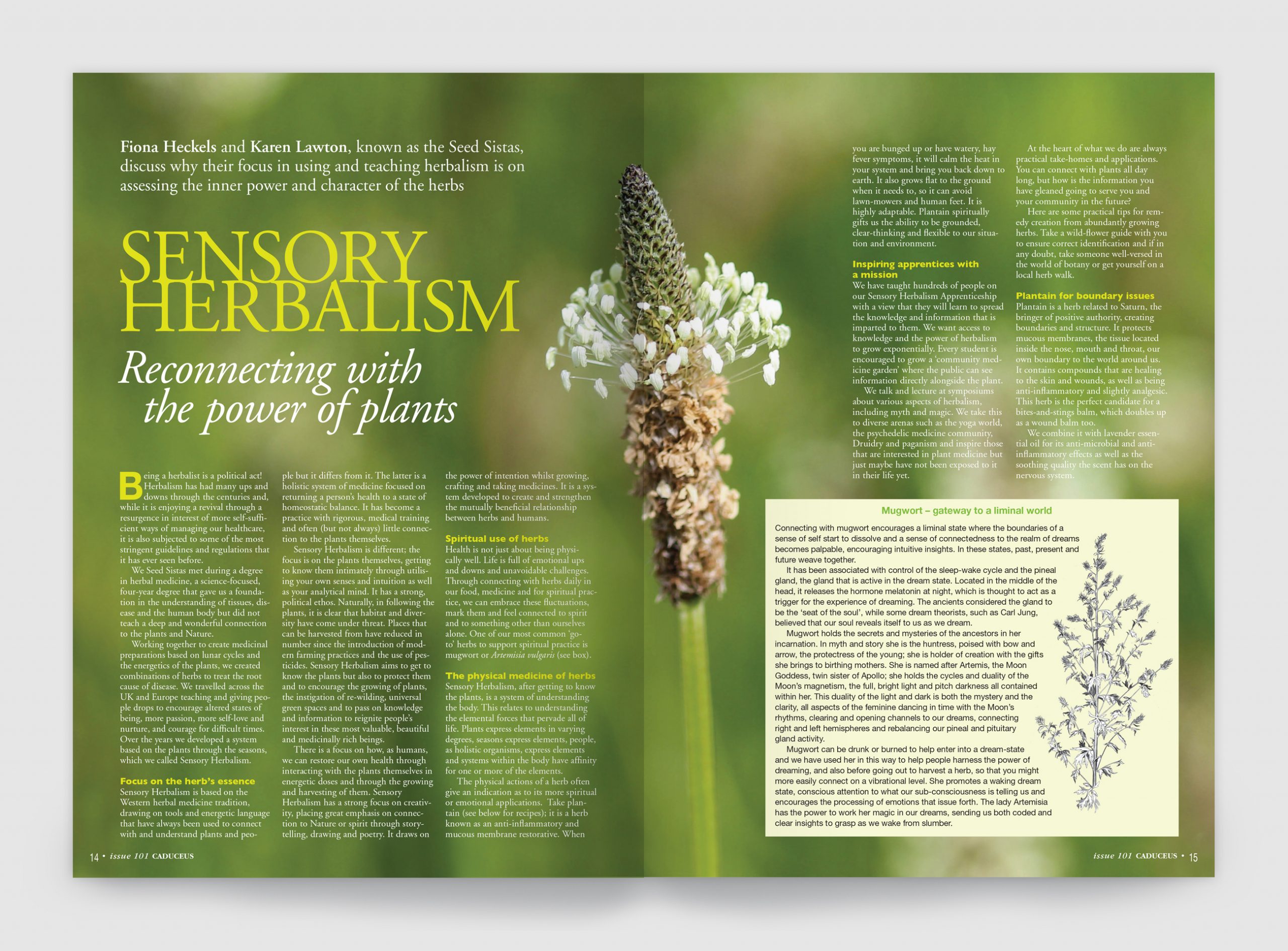 sensory-herbalism